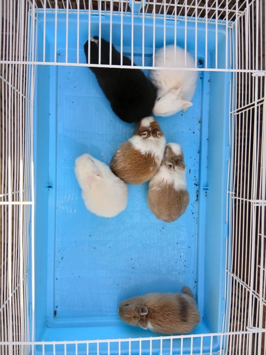 Кролики декоративные