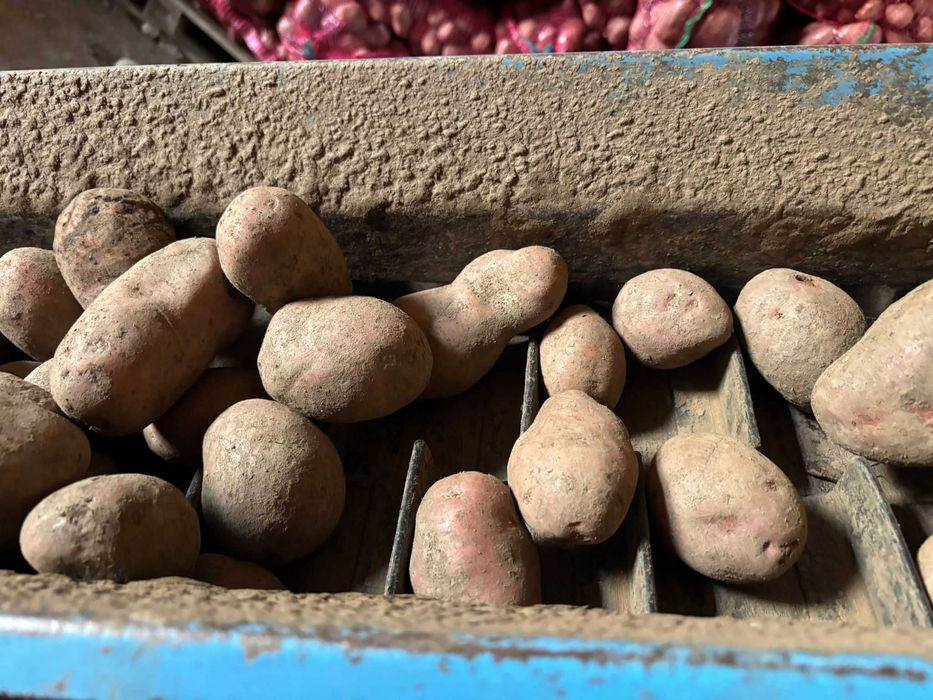 Cartofi rosii in cantitate mare, in biguri