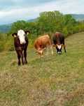 Vând viței crescuți ecologic