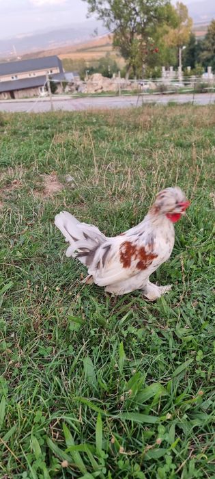 Cocosi de vanzare mii de flori si austrolop