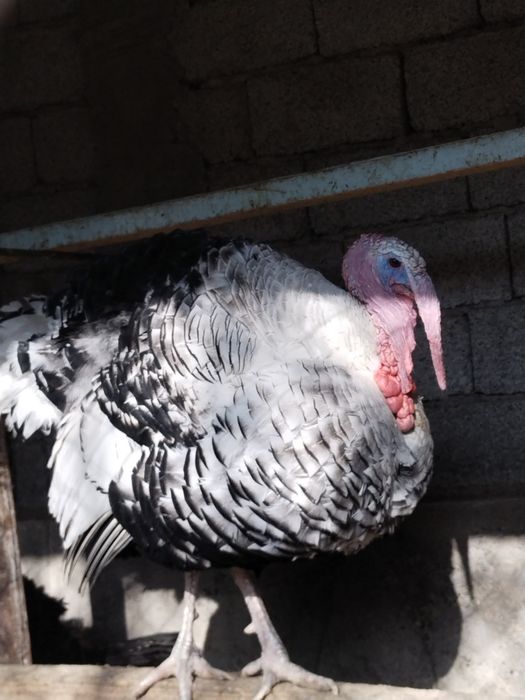 Келишамиз.Курка эркак Куркалар Индюк Индюклар