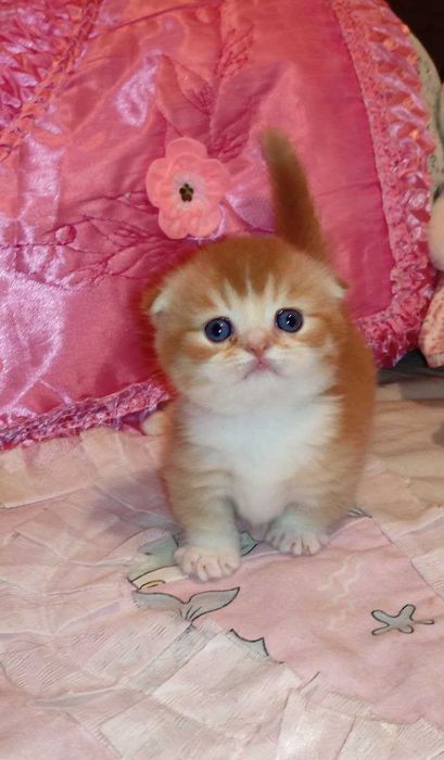 Готовится и бронируются котёнок Манчкин фолд,"бело-красный биколор"