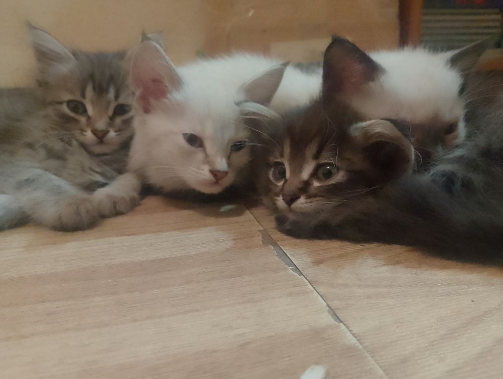 Котята.Отдам даром котят.