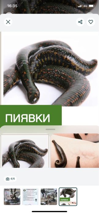 Гирудотерапия.Лечение пиявками .Выезд на дом