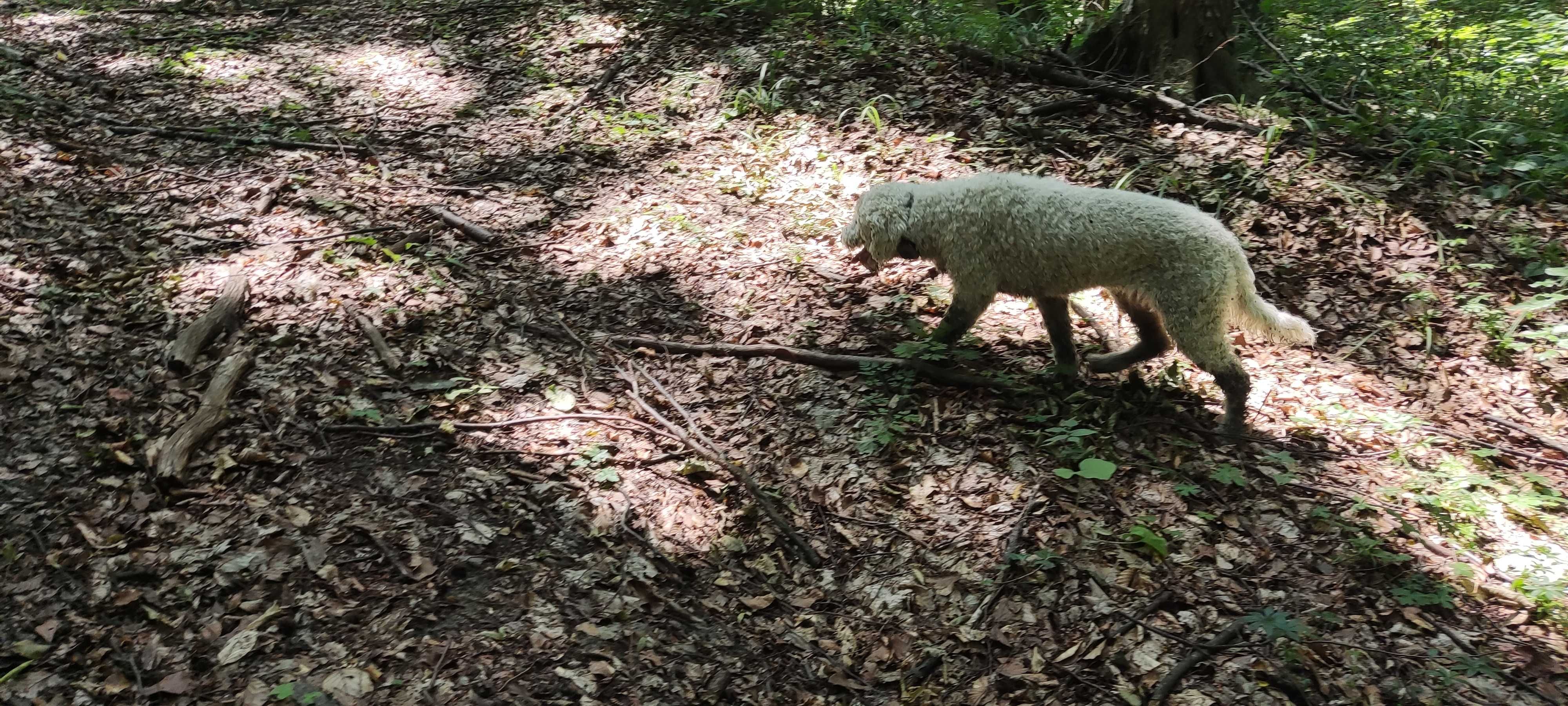 Lagotto romagnolo trufe