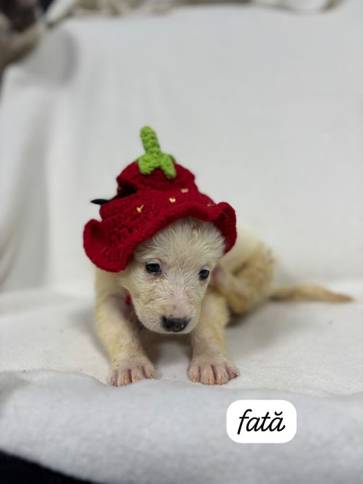 Adoptie catei sanatosi si frumosi