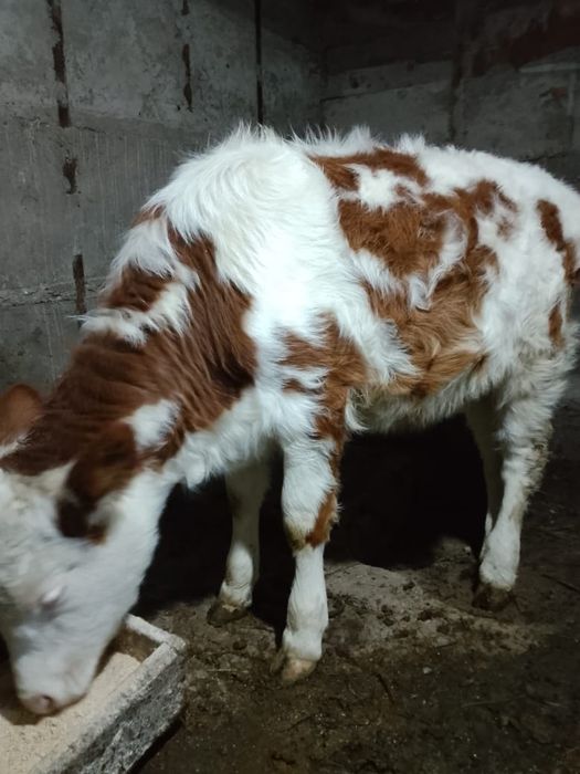 Продам теленка тёлочка