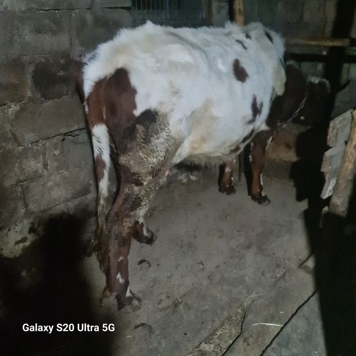 обменяю стельную первотелку на нетель