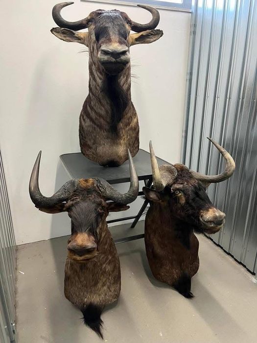 3 броя трофеи от Гну