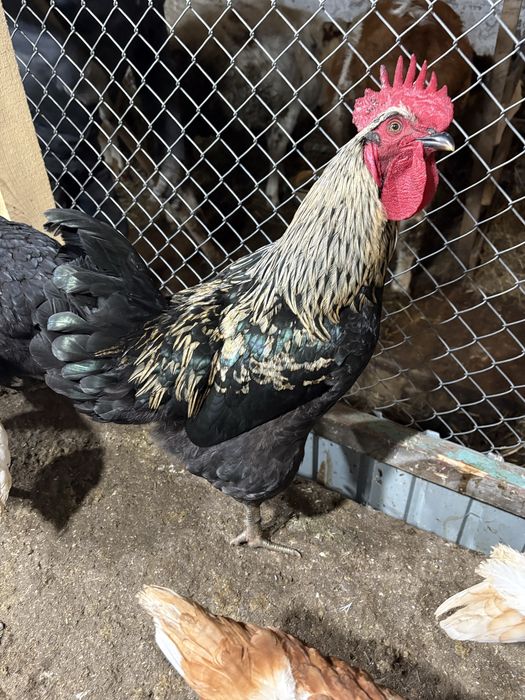 Продам породистых петухов 5-6 месяцев!