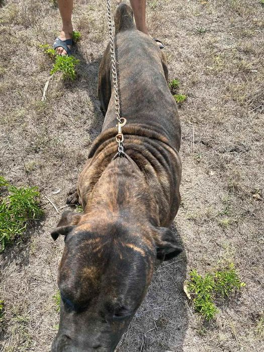 Мъжко тигрово кане корсо 450лв