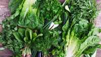 Gradina verde Seminte marar castraveti spanac salata pachet 25 plicuri