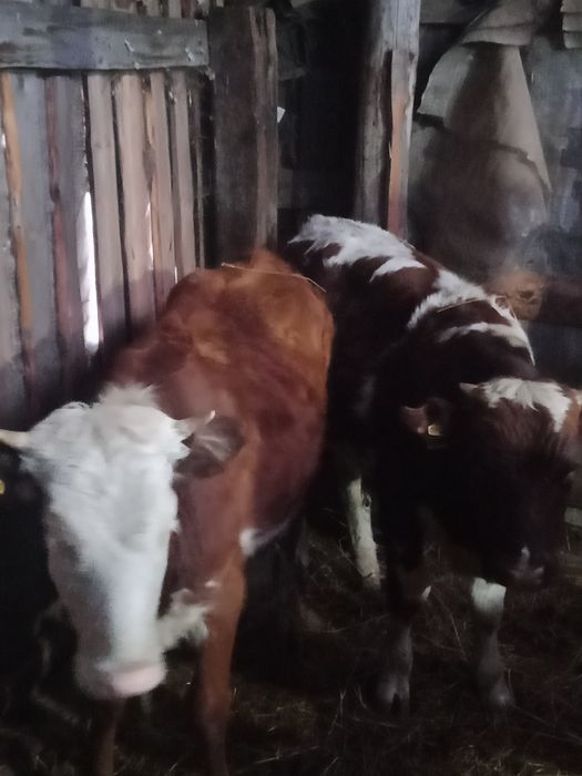 Продам подсосных телят
