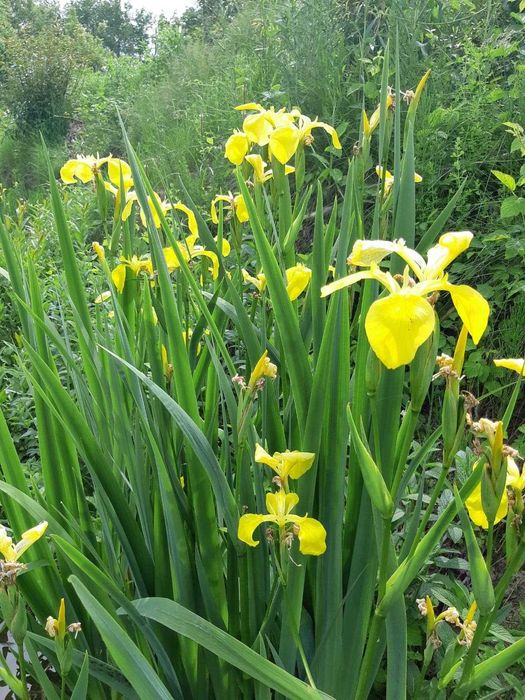 Plante pentru Iaz, Nuferi, Irisi, Papura, Zambile