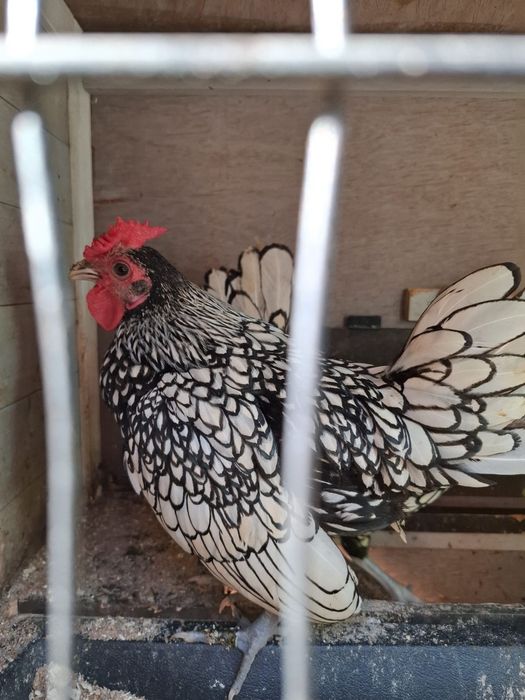 Cocoș Sebright argintiu din Polonia