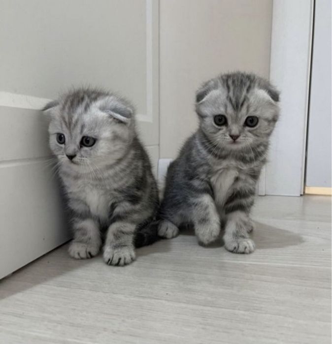 Продам шотландских скотиш фолд