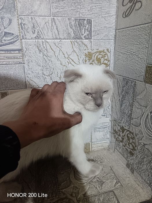 Zotli mushuk erkak