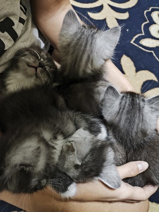 Отдам котят красивых