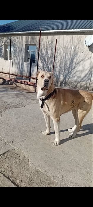 Алабай тяж сатылады ұрғашы.