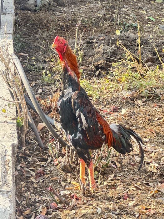 Дакан қораз 1,5 жасар