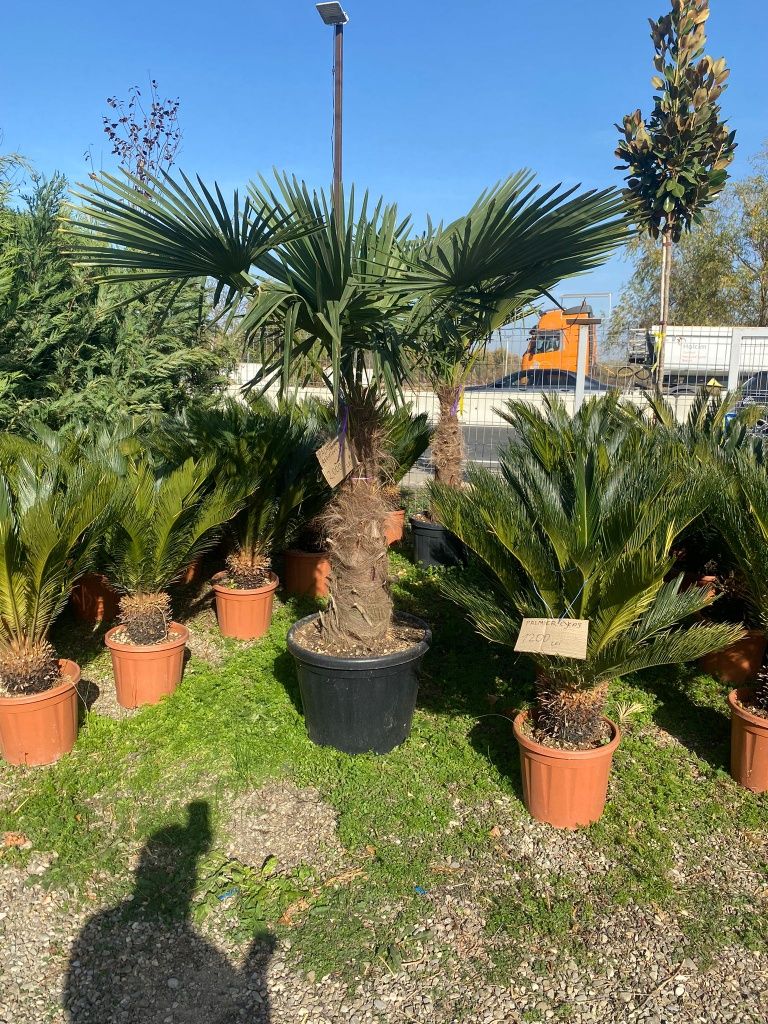 Palmieri cycas ornamentali