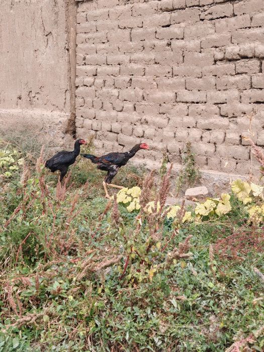 Dakan jojalar sotiladi Apireldi oxirida chiqqan soglom