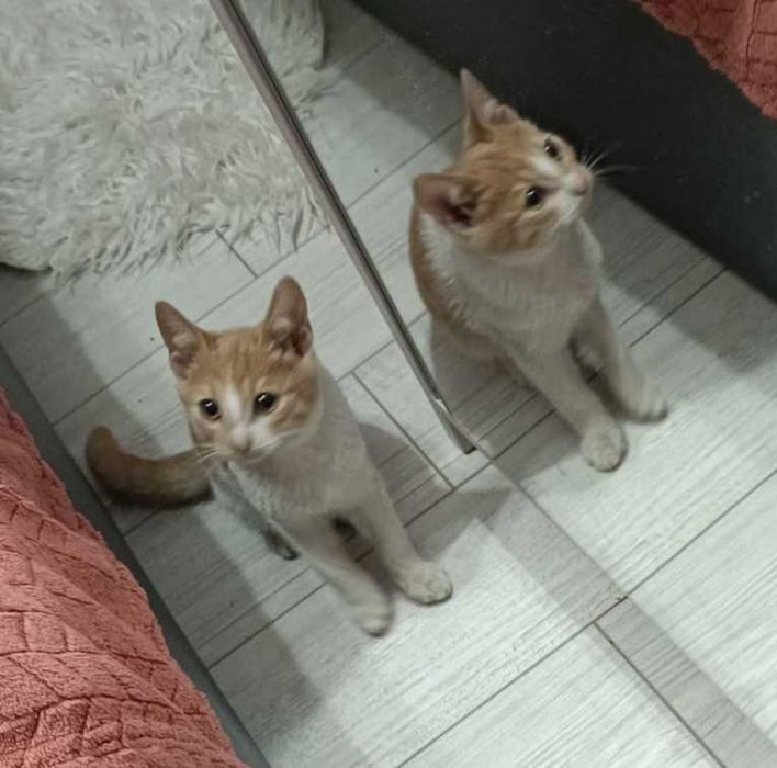 Adoptie pui de pisica Magurenii