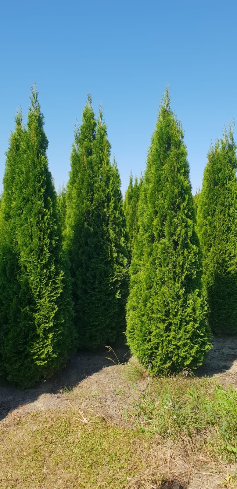 Poze reale 100% tuia (thuja)