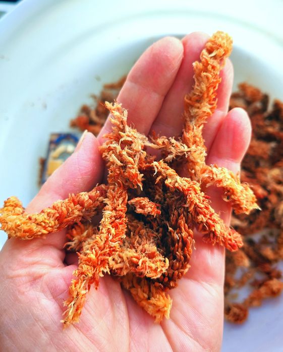 Мох сфагнум чилийский "Гусеница"