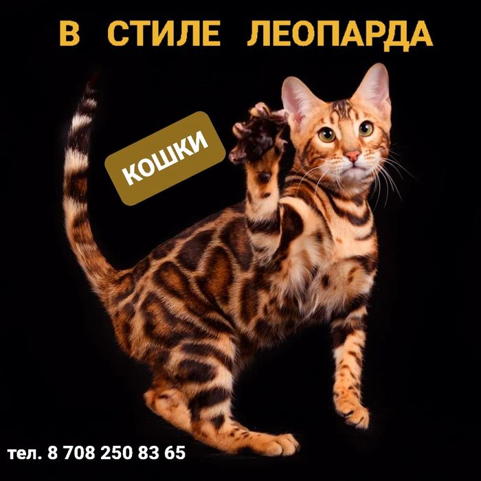 Бенгальские Котята с  ЛЕО - ПРИНТОМ