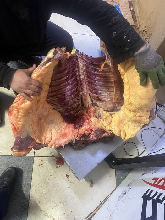 Мясо конина молодняк