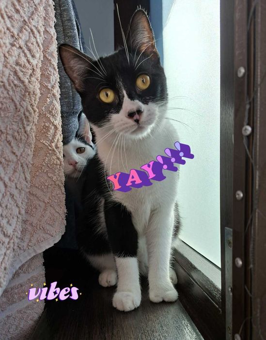 Adoptie pisica neagra castrata Seherezada