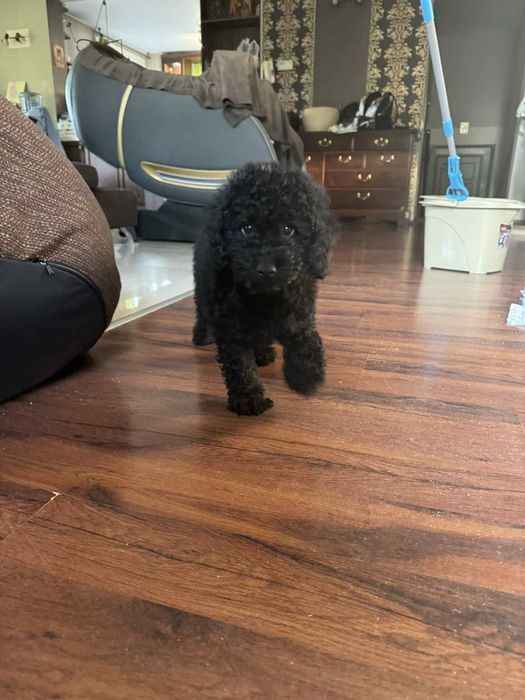 Женско кученце,  Мини Пудел. 1200 лв.