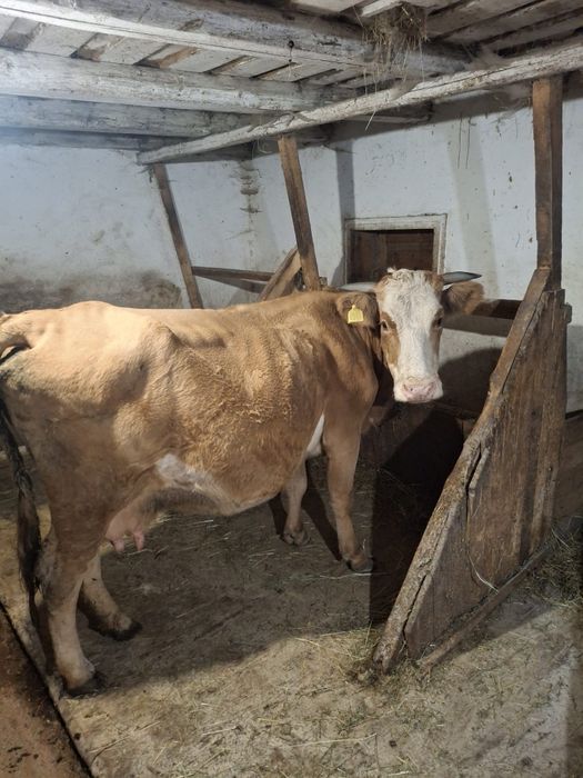 Vând vacă gestantă în a cincea lună