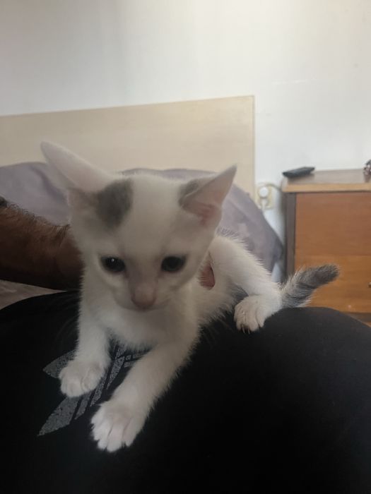 Dau spre adoptie 3 pisicute frumoase ai dragalase