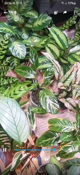 Flori tropicale Calathea , Maranta si Ctenanthe.