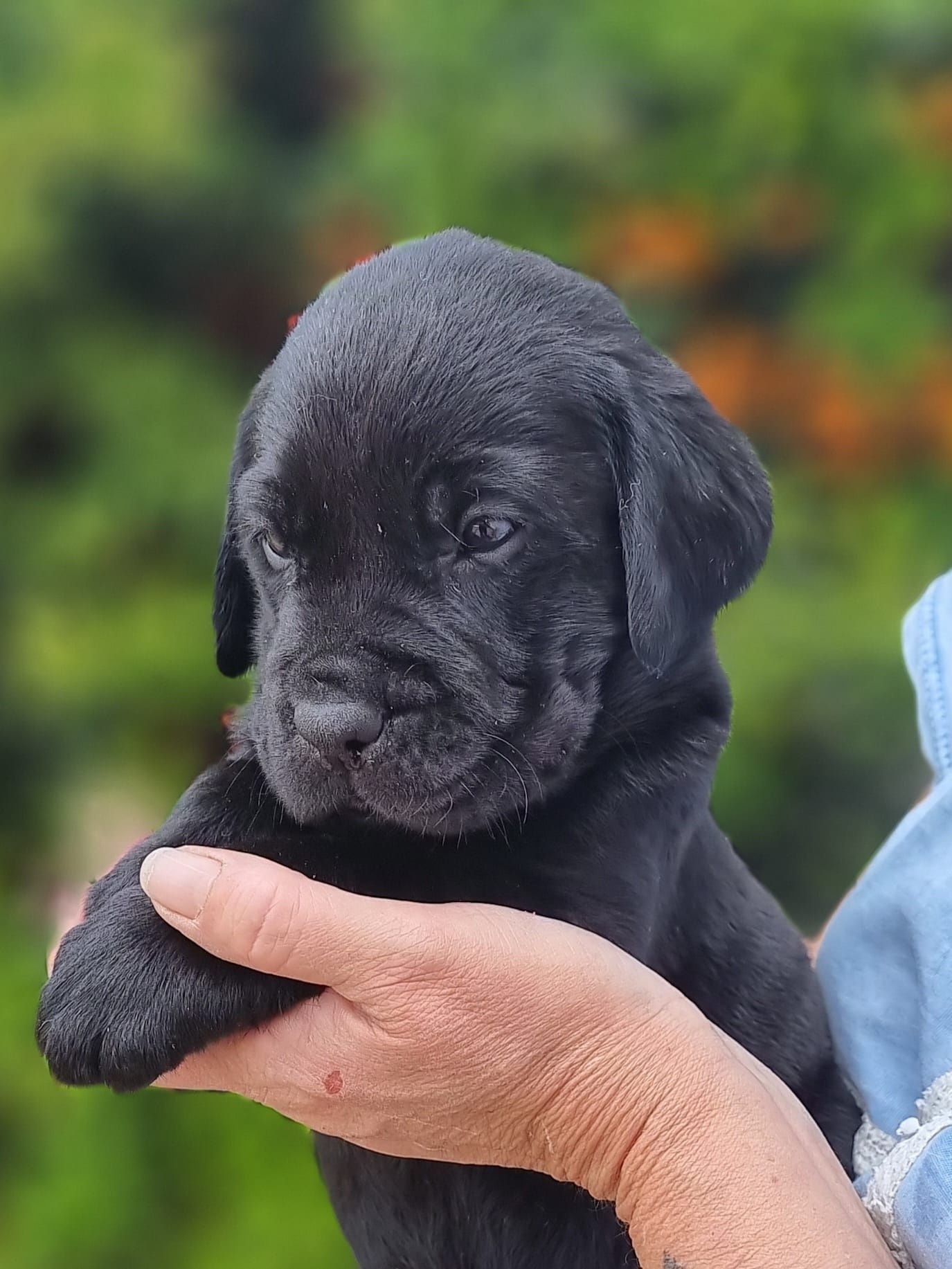 Labrador retriever negru