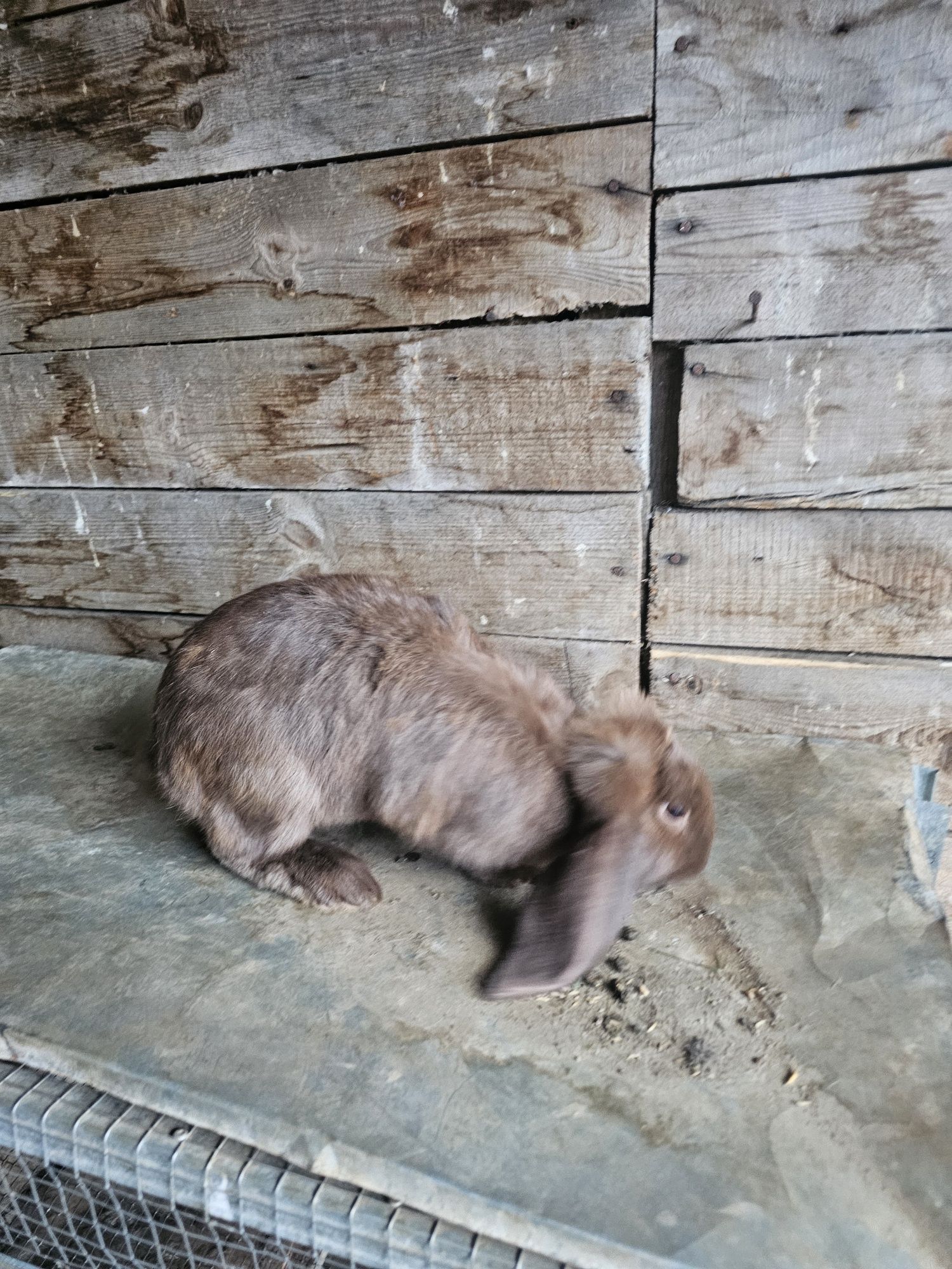 Продавам френски качувати зайци