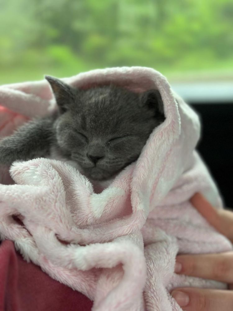 Pisica british shorthair