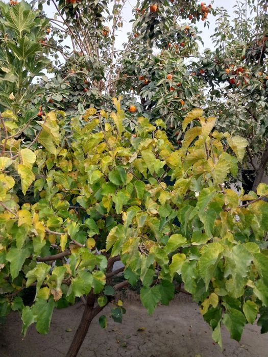 Продается Дом. В Центре