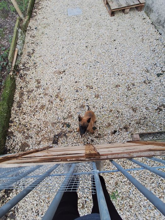 Белгийска Малиноа