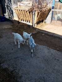 Продам козачек от дойных коз  . Возраст 1 месяц .Кушают с мисочки