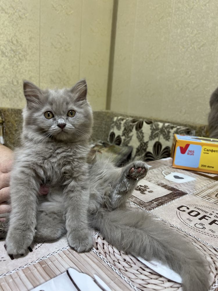 Продается котята