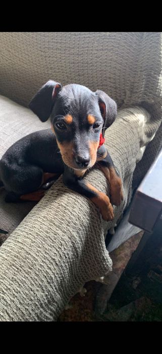 Пинчери на два месеца