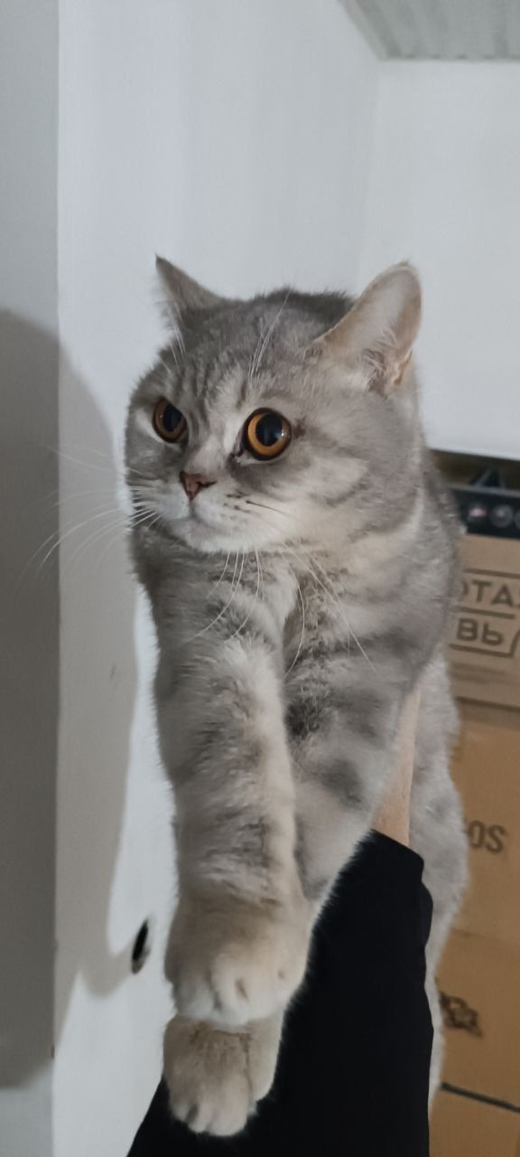 Скотиш страйт нора