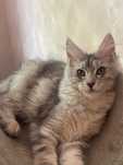 Maine Coon cu părinții campion