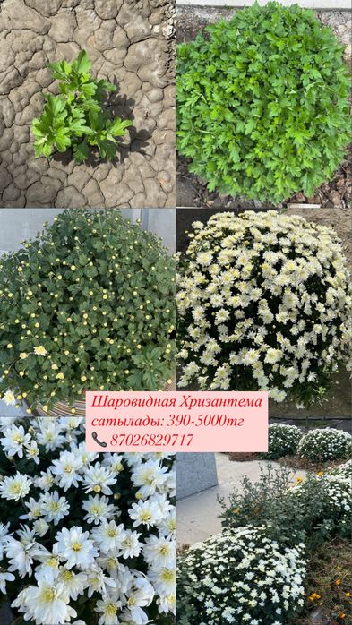 шаровидная белая хризантема