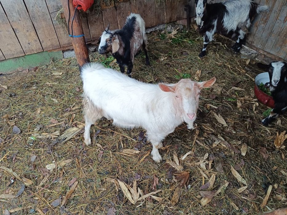 Vând capre și iezi