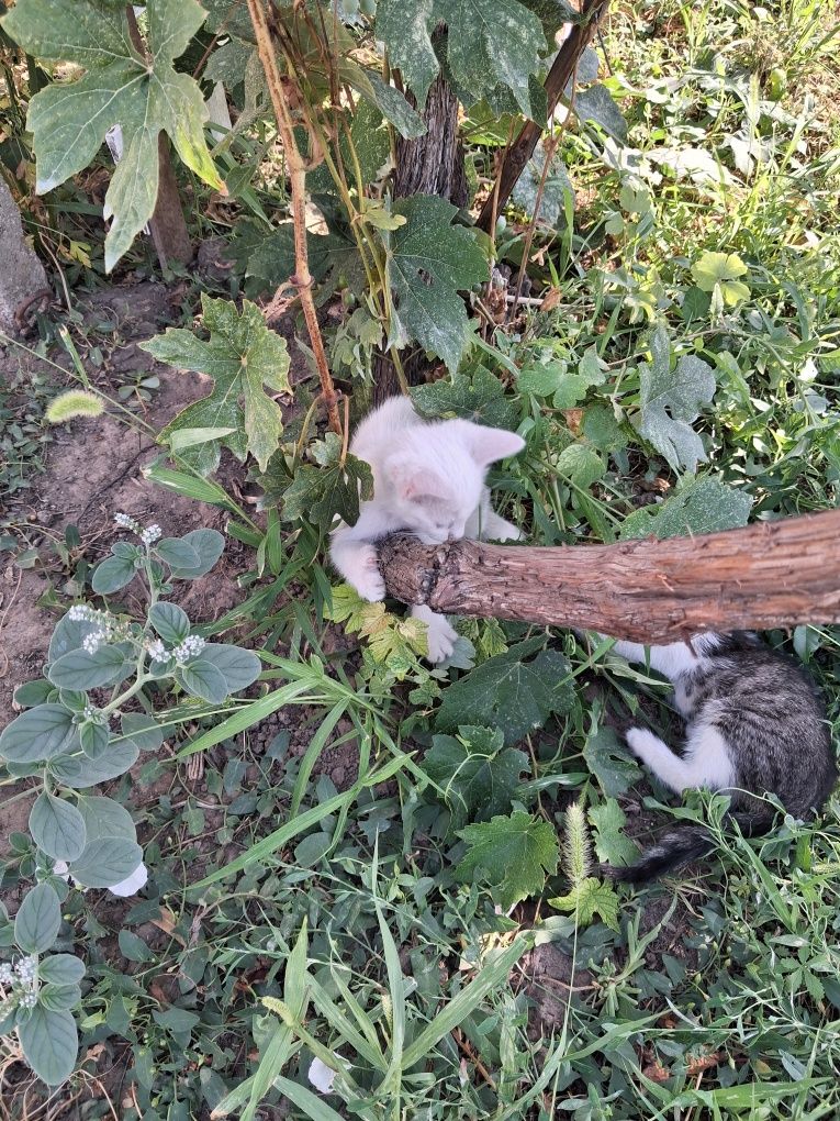 Подарявам котета