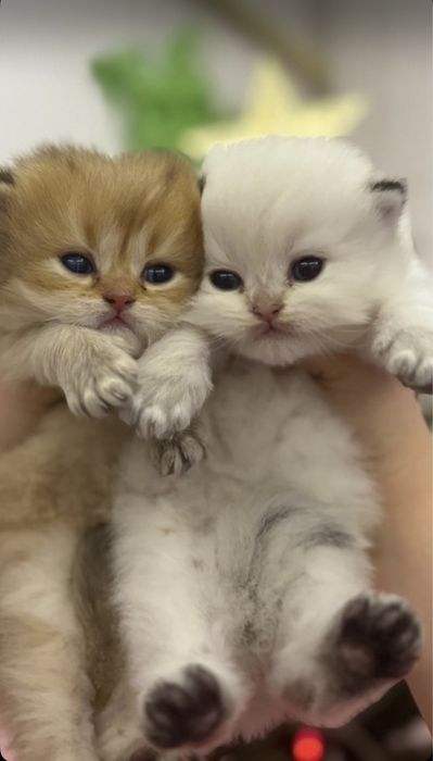 Britanskiy color point